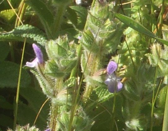 Identification 3 - Lamiaceae